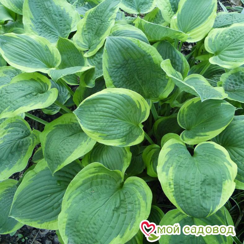 Хоста Абиква Мунбен