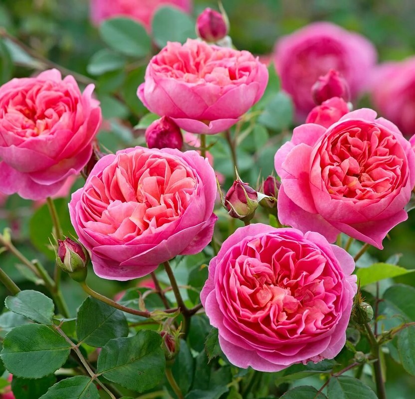 Роза Боскобел